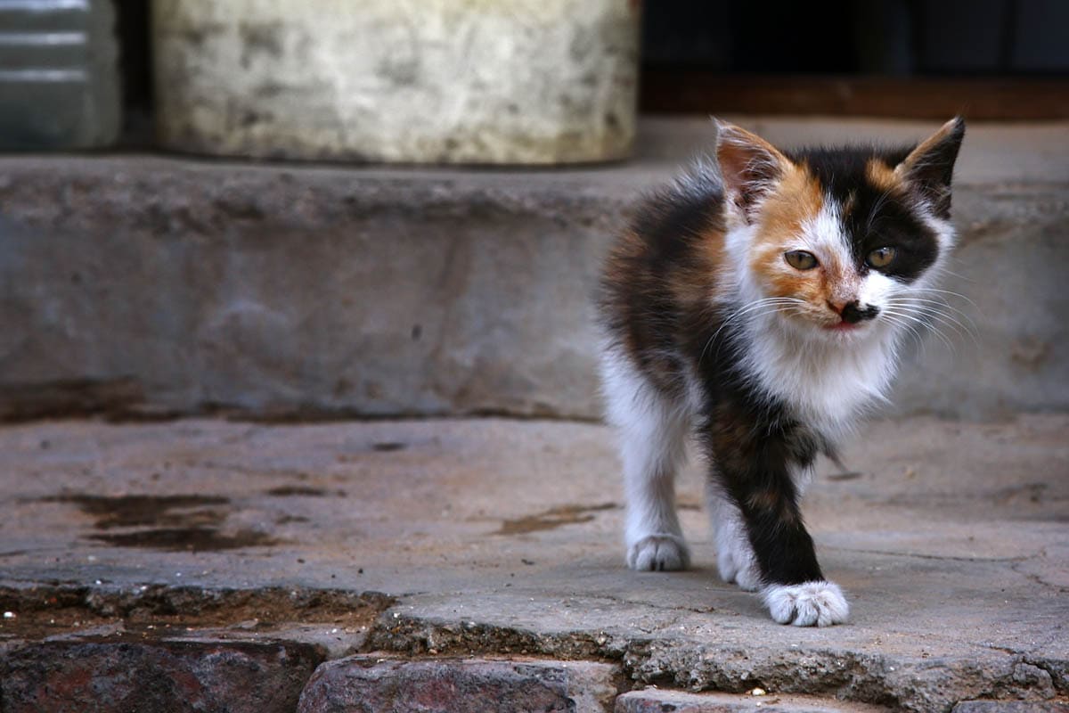 Homeless calico kitten