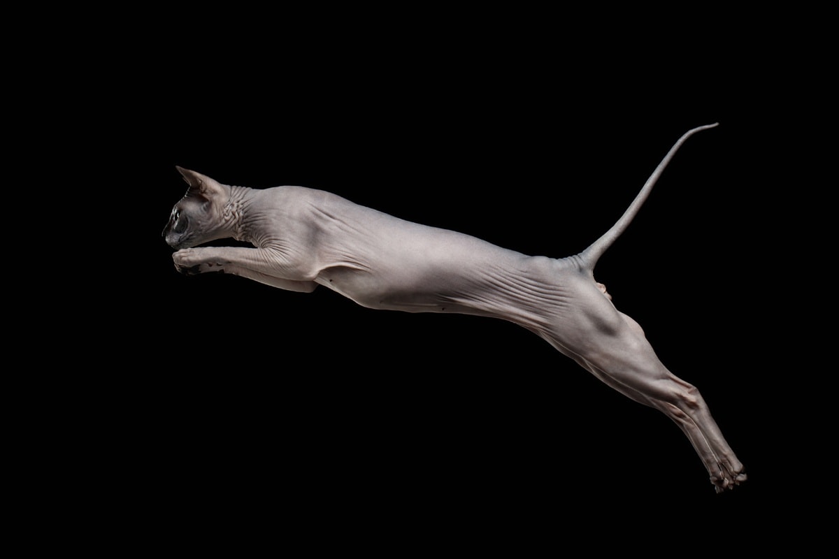 How High Can A Cat Jump? CatWorld