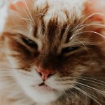 Cat Lifespan - How Long Do Cats Live?