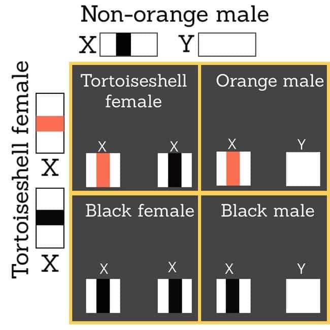 Calico female mates with non-orange male cat