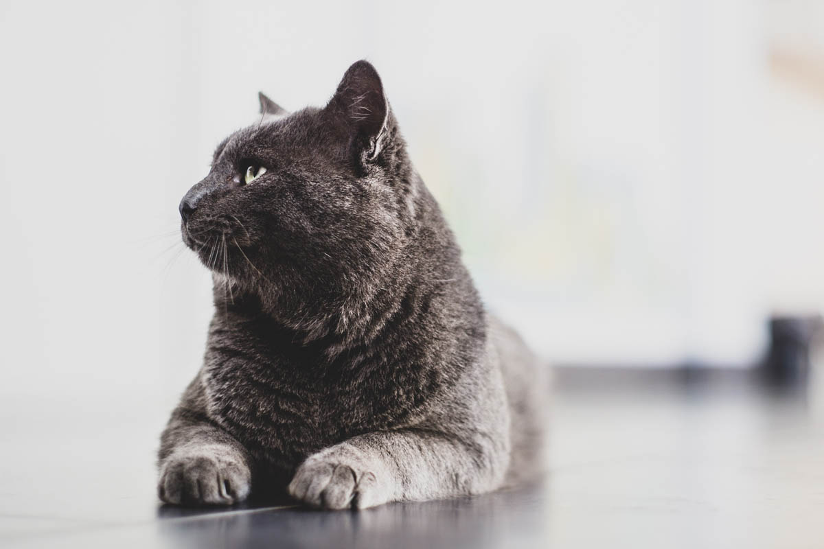 Stone dissolving diets for cats