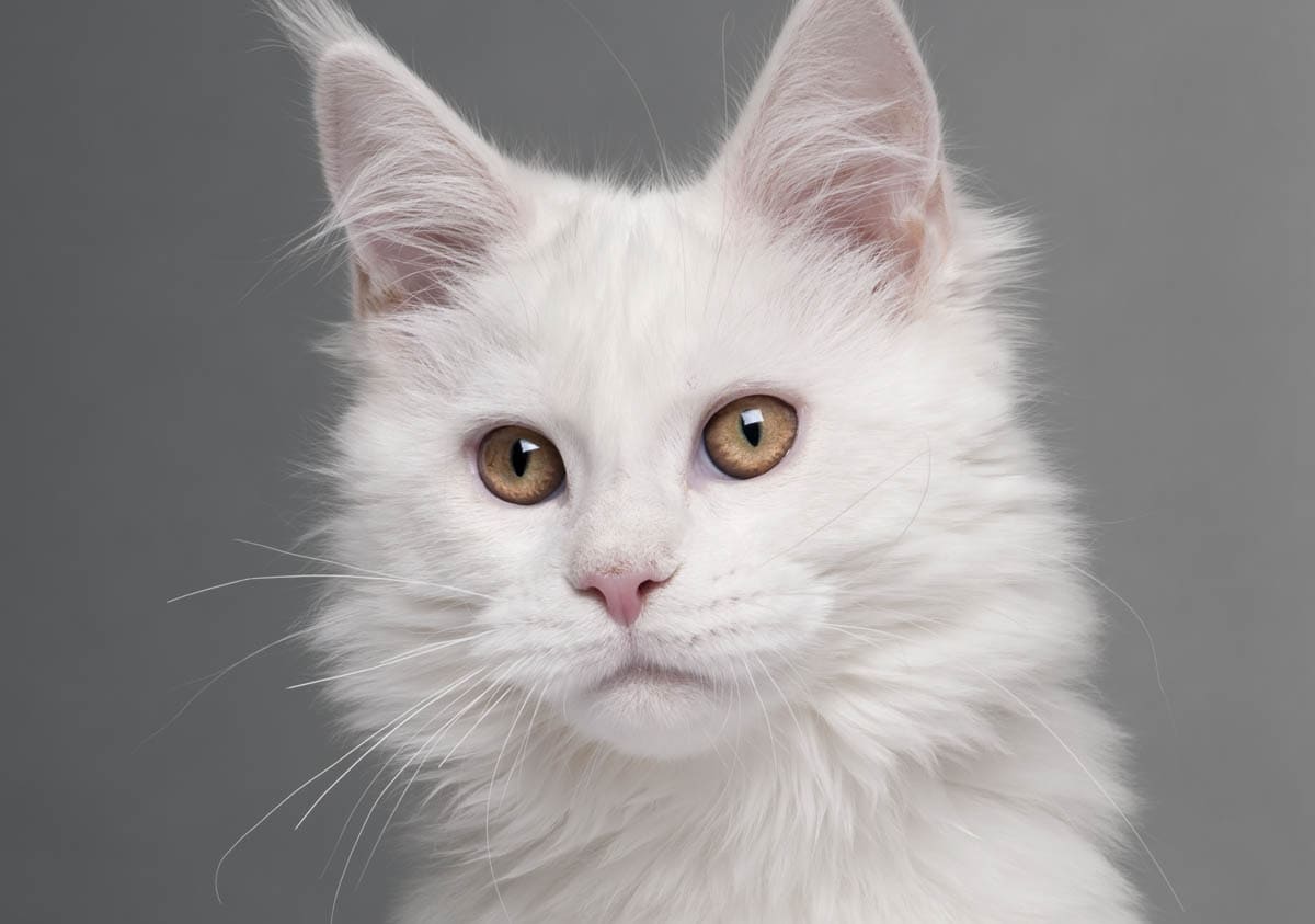 White Maine Coon