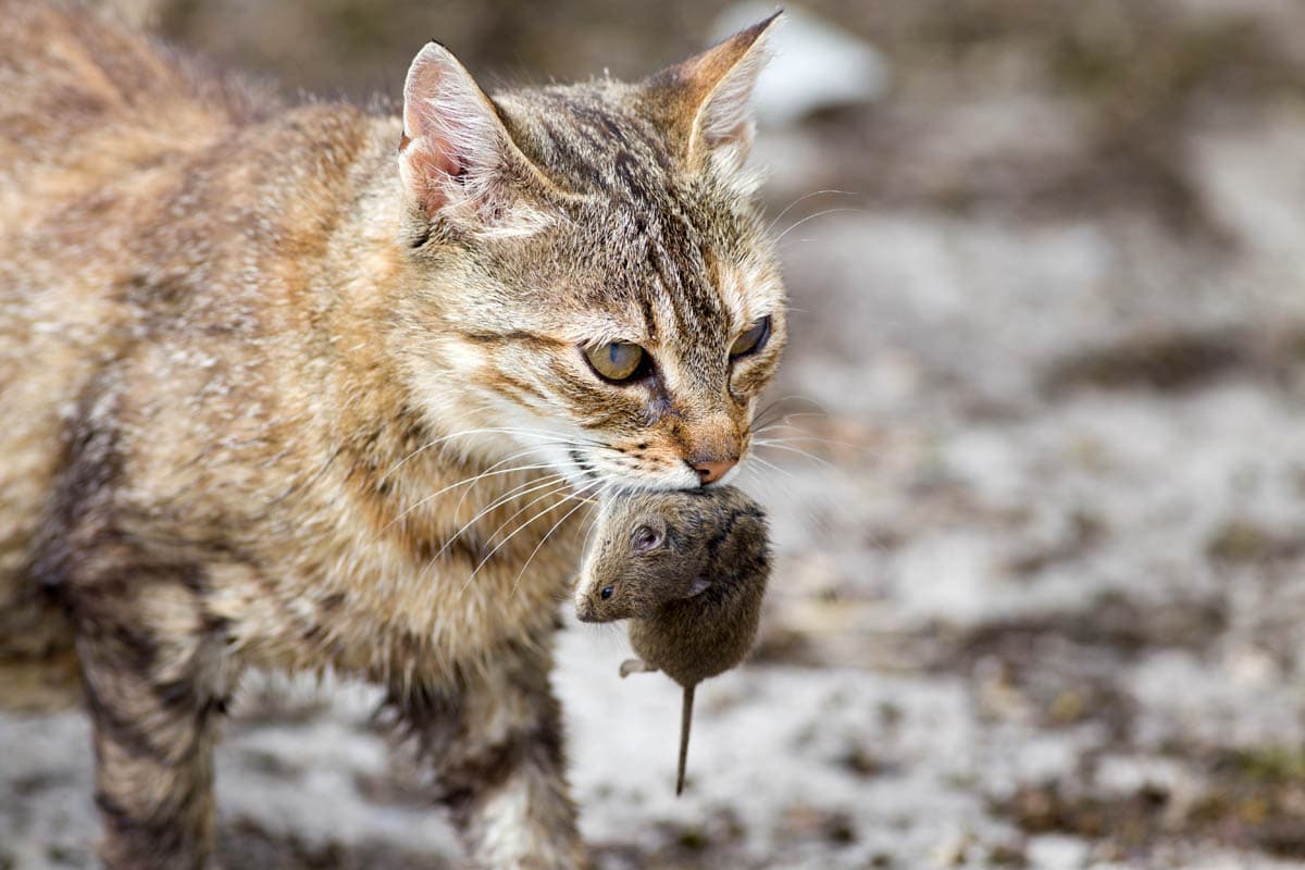 Why Do Cats Bring Home Dead Or Dying Animals? - Cat-World