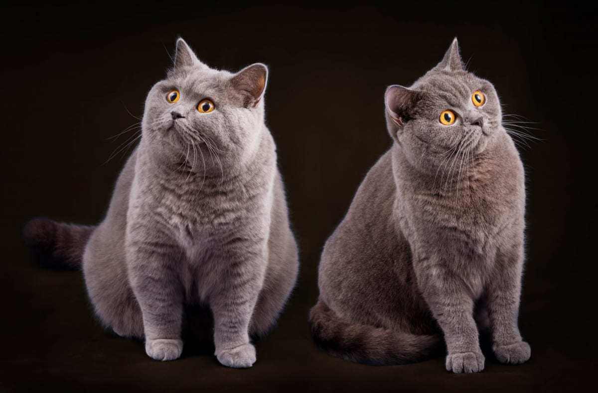 Blue British Shorthair cats
