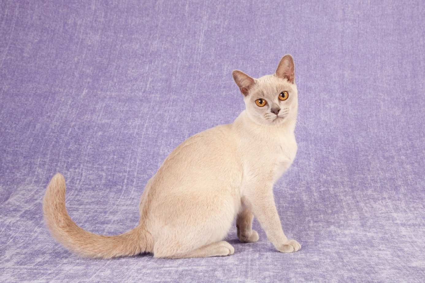 25+ Burmese Persian Cat Gif Adopt Siberian Kitten