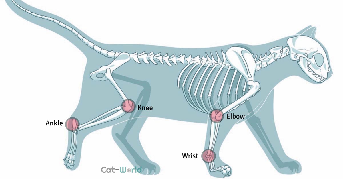 Location of leg and foot joints in cats