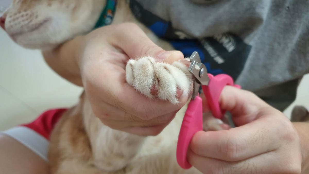 Cat nail trimmers