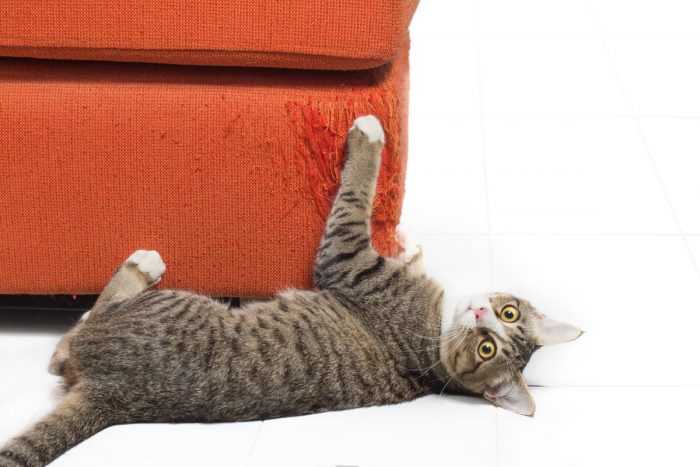 Cat scratching a sofa