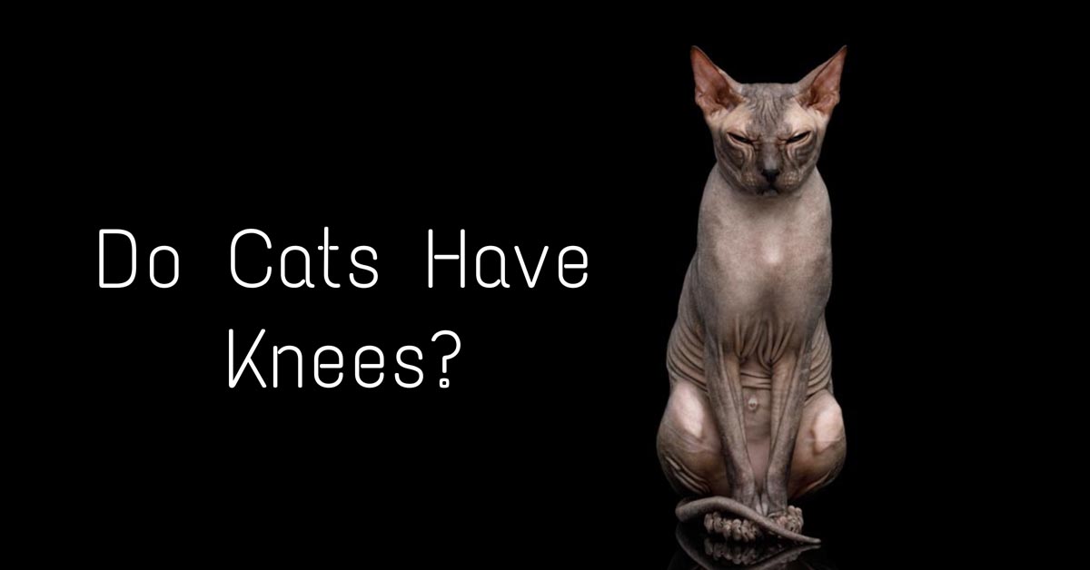 Do Cats Have Knees and Elbows?