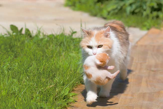 Why Do Cats Carry Their Kittens By The Scruff to Move Them - Cat-World