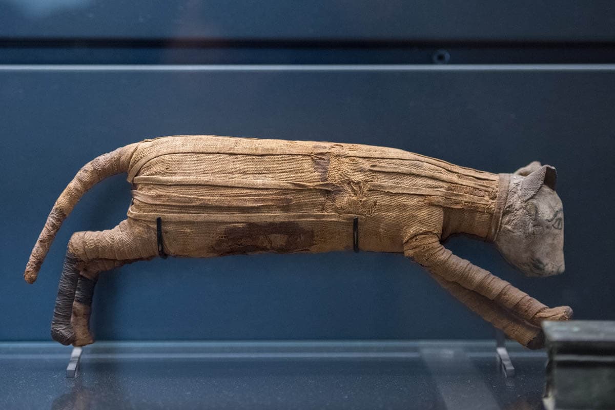 Mummified cat