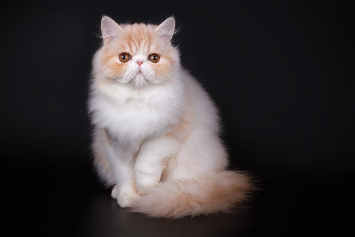 Red and white Persian cat