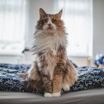 Six Signs A Cat Needs More Attention