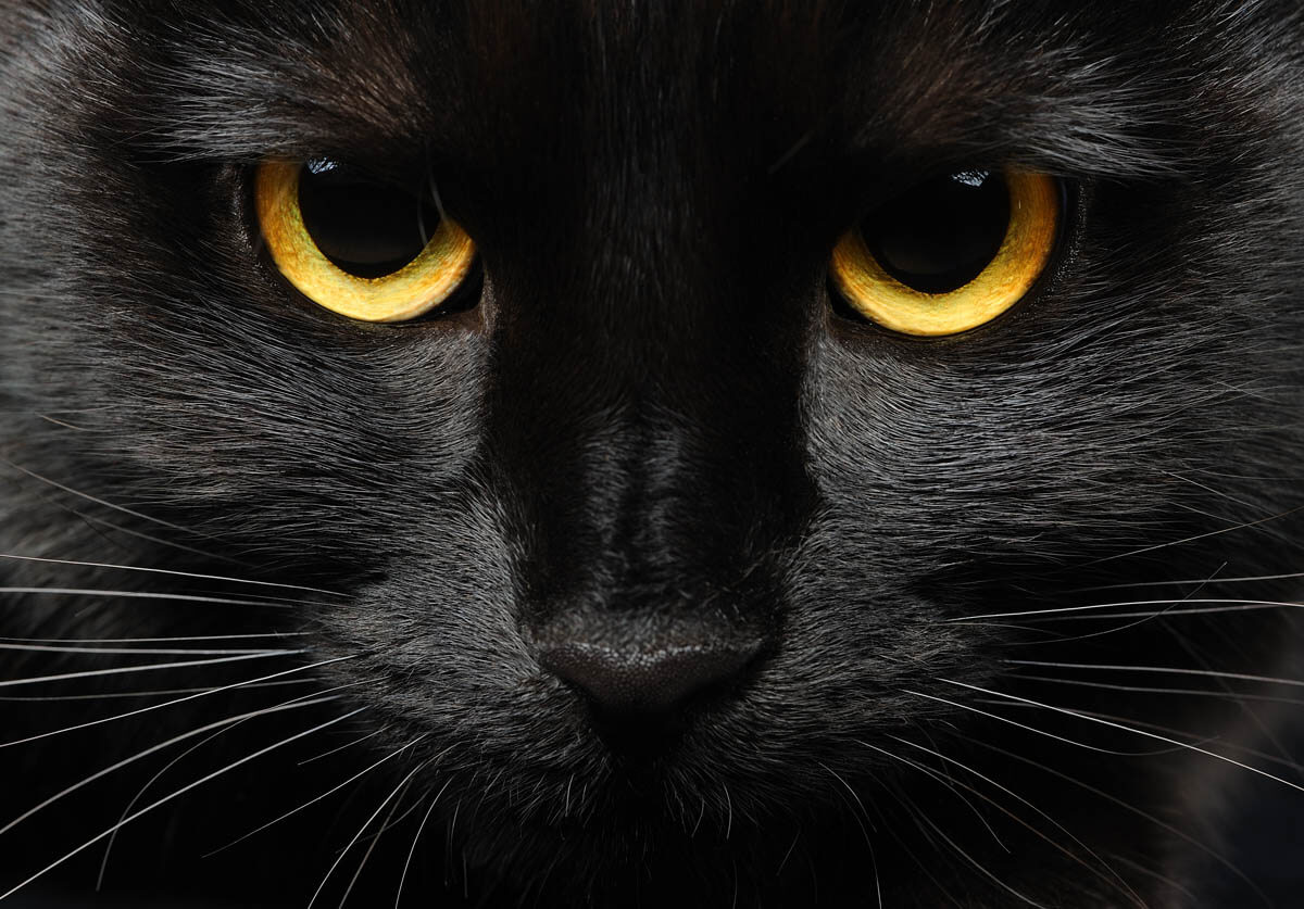 Why are cats associated with Halloween?