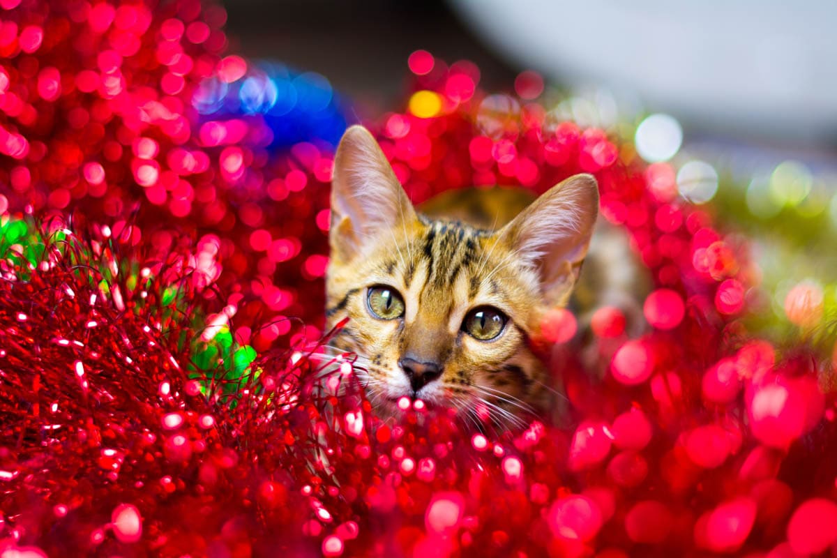 Cat playing in Christmas tinsel