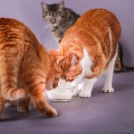 Feeding Cats in Multi-Cat Households