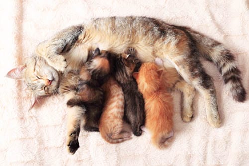 Bottle Feeding Kittens 3 Kittens nursing from their mother