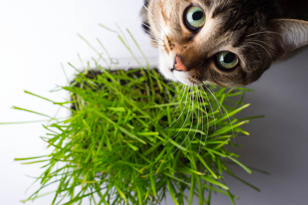 Types of cat grass