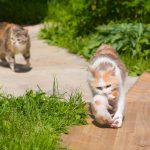Why Do Mother Cats Move Their Kittens?