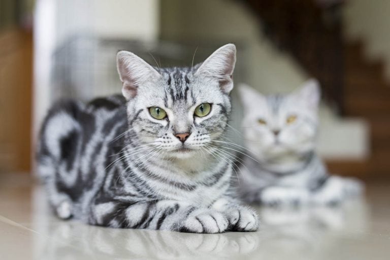 American Shorthair Breed Profile | Cat-World