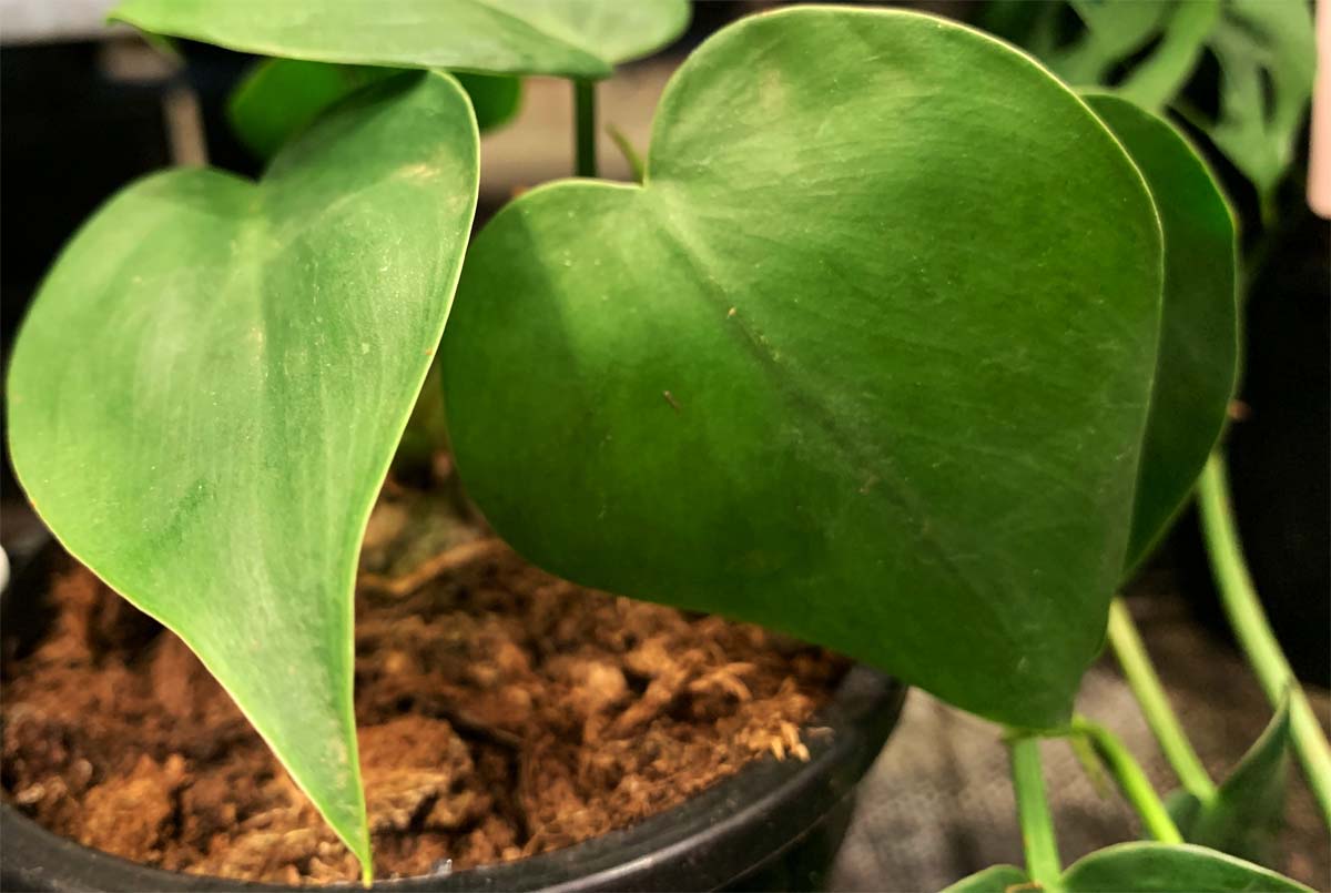 Is Philodendron Toxic to Cats? CatWorld