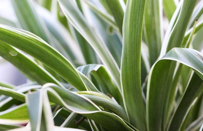 Is Spider Plant Toxic to Cats? CatWorld