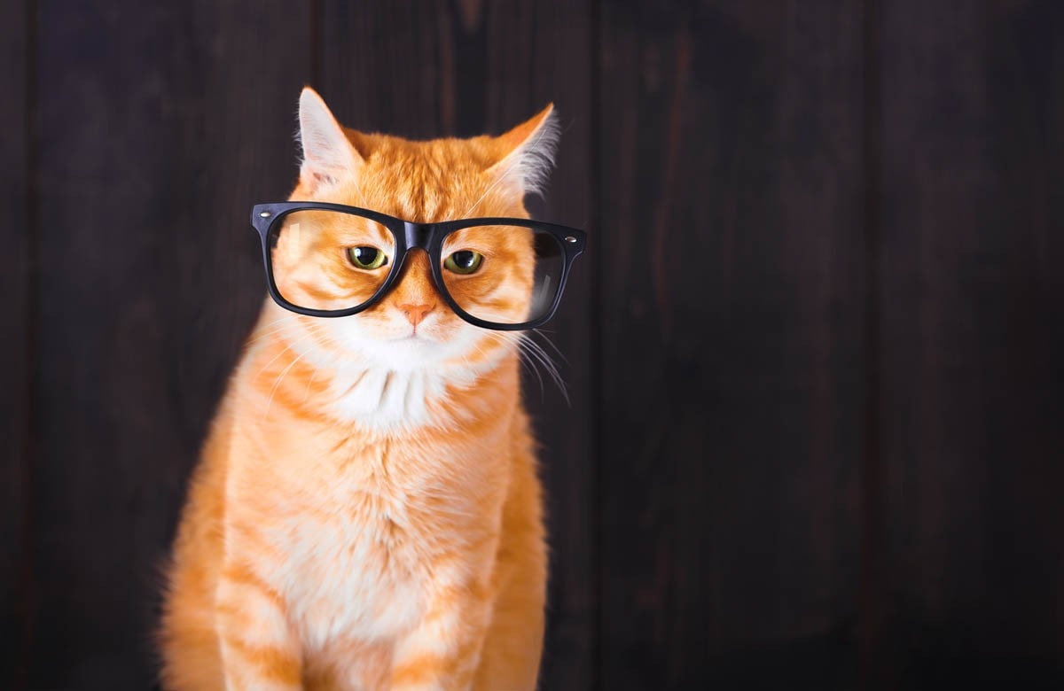 Does a cat's eyesight decline with age?