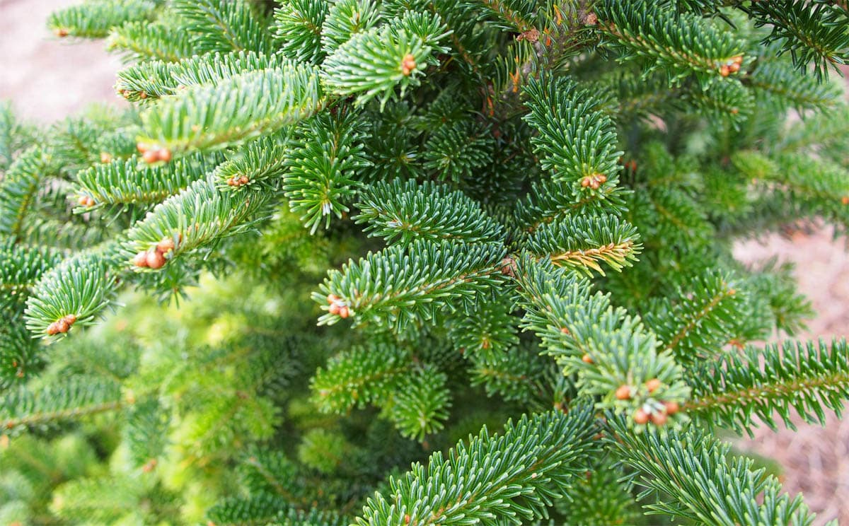 Is Fraser fir toxic to cats?