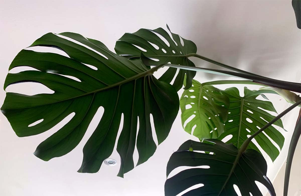 Is monstera toxic to cats?
