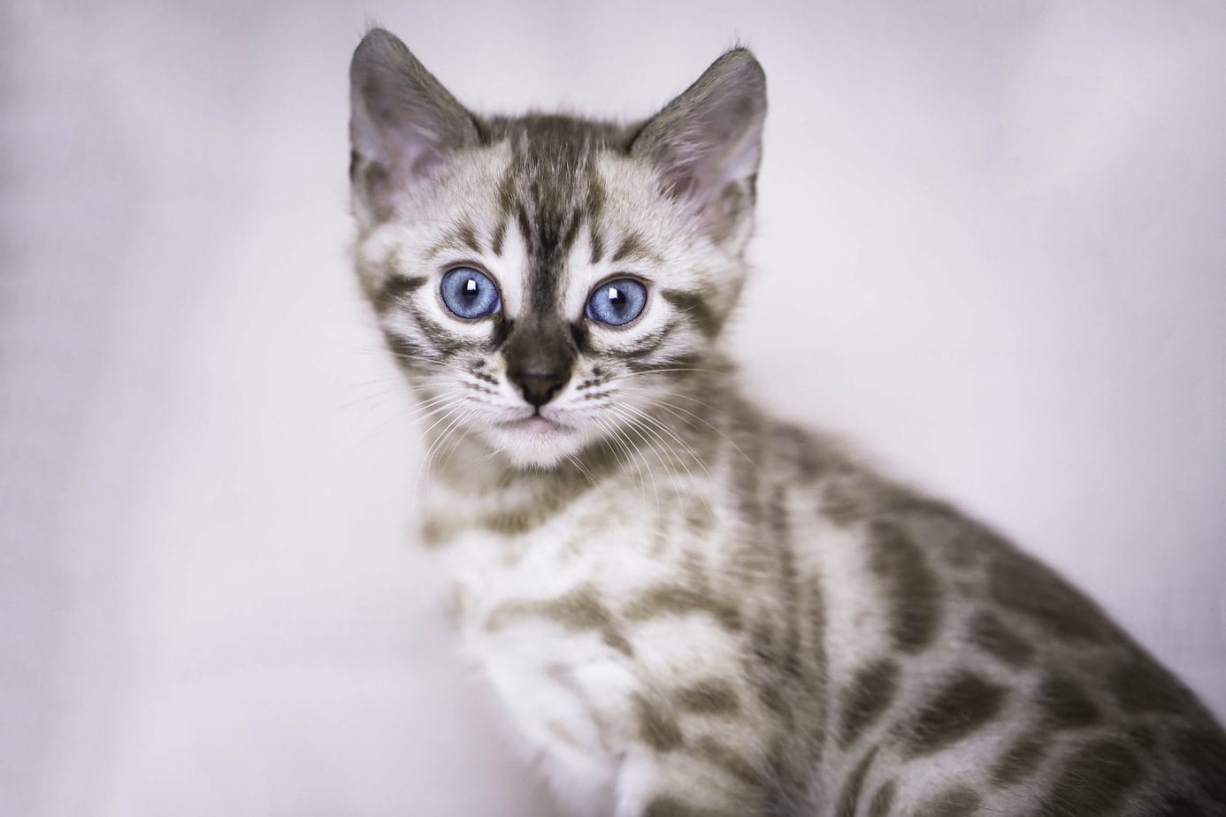 Spotted silver Bengal kitten