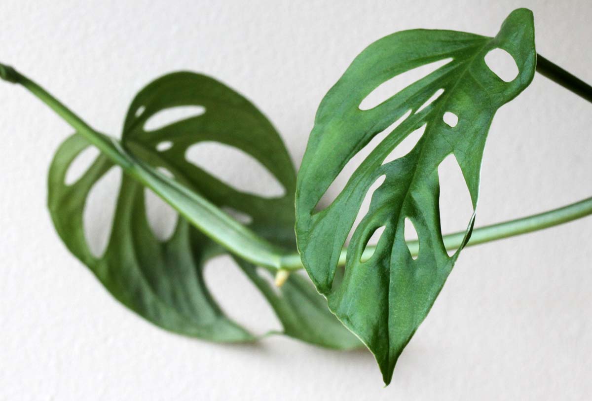 Common house plants that are toxic to cats Piantica