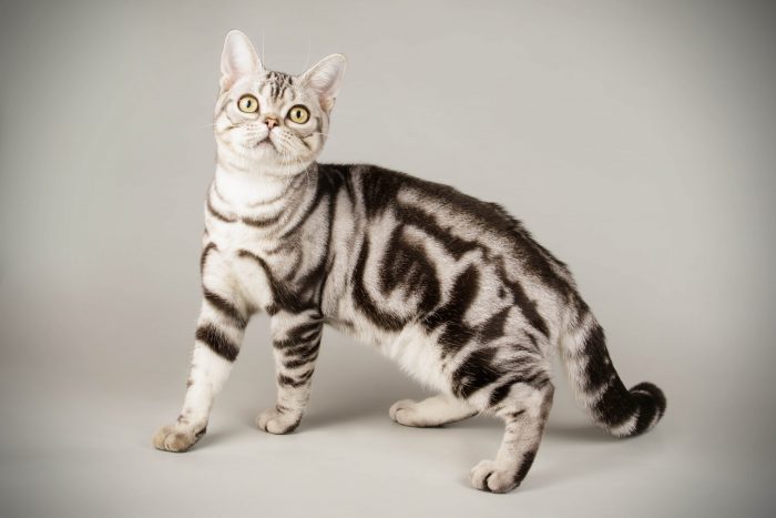 Silver classic tabby