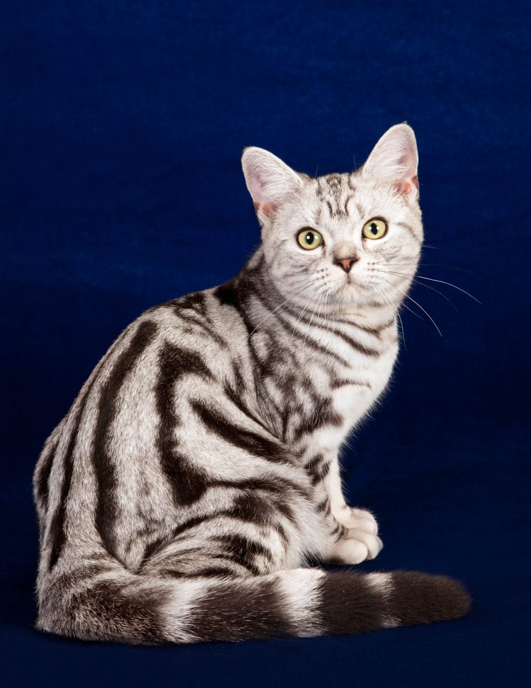 Types of tabby cats colors - sekamessage