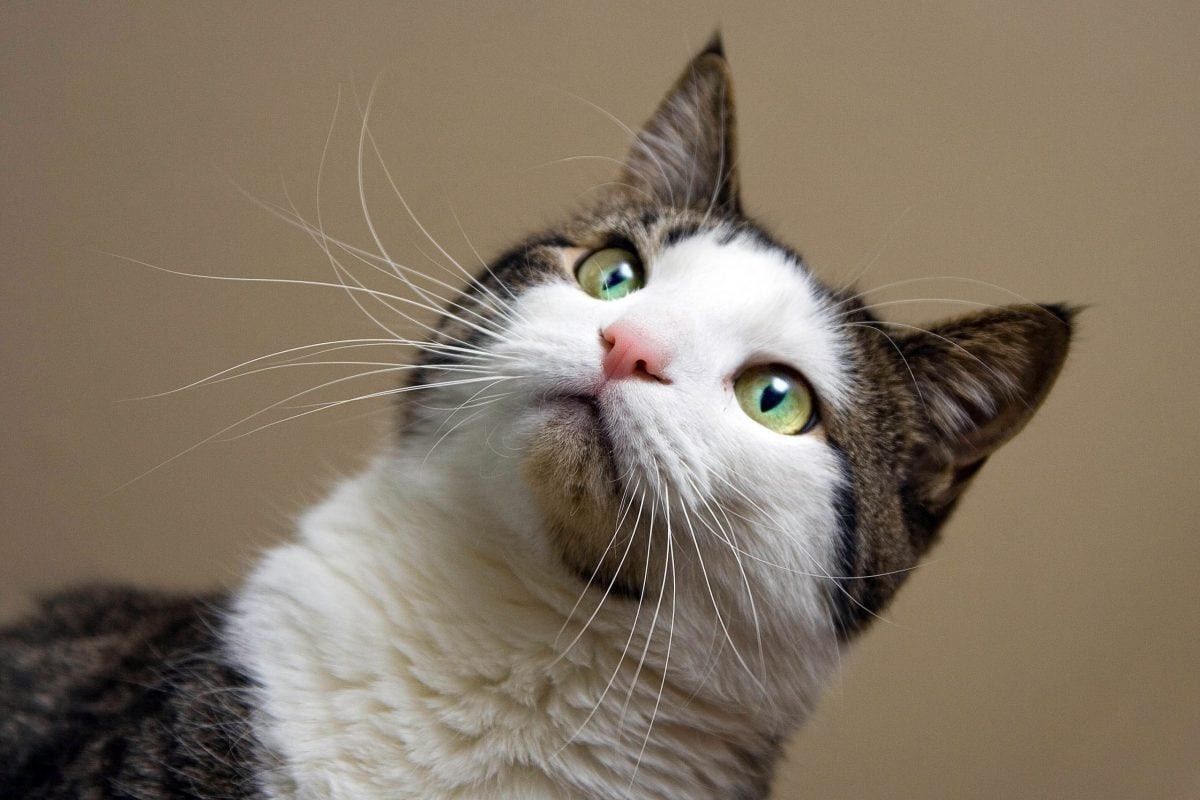 12 Common Cat Questions Answered