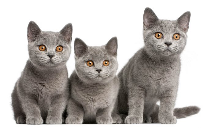 Grey British Shorthair kittens