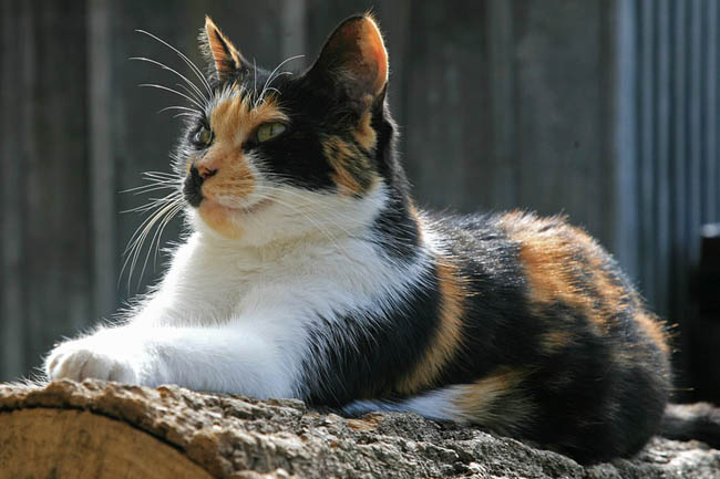 Calico cat