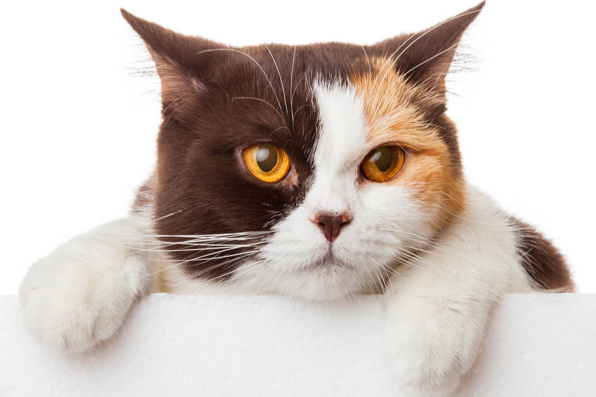 What's the difference between a calico and tortoiseshell cat