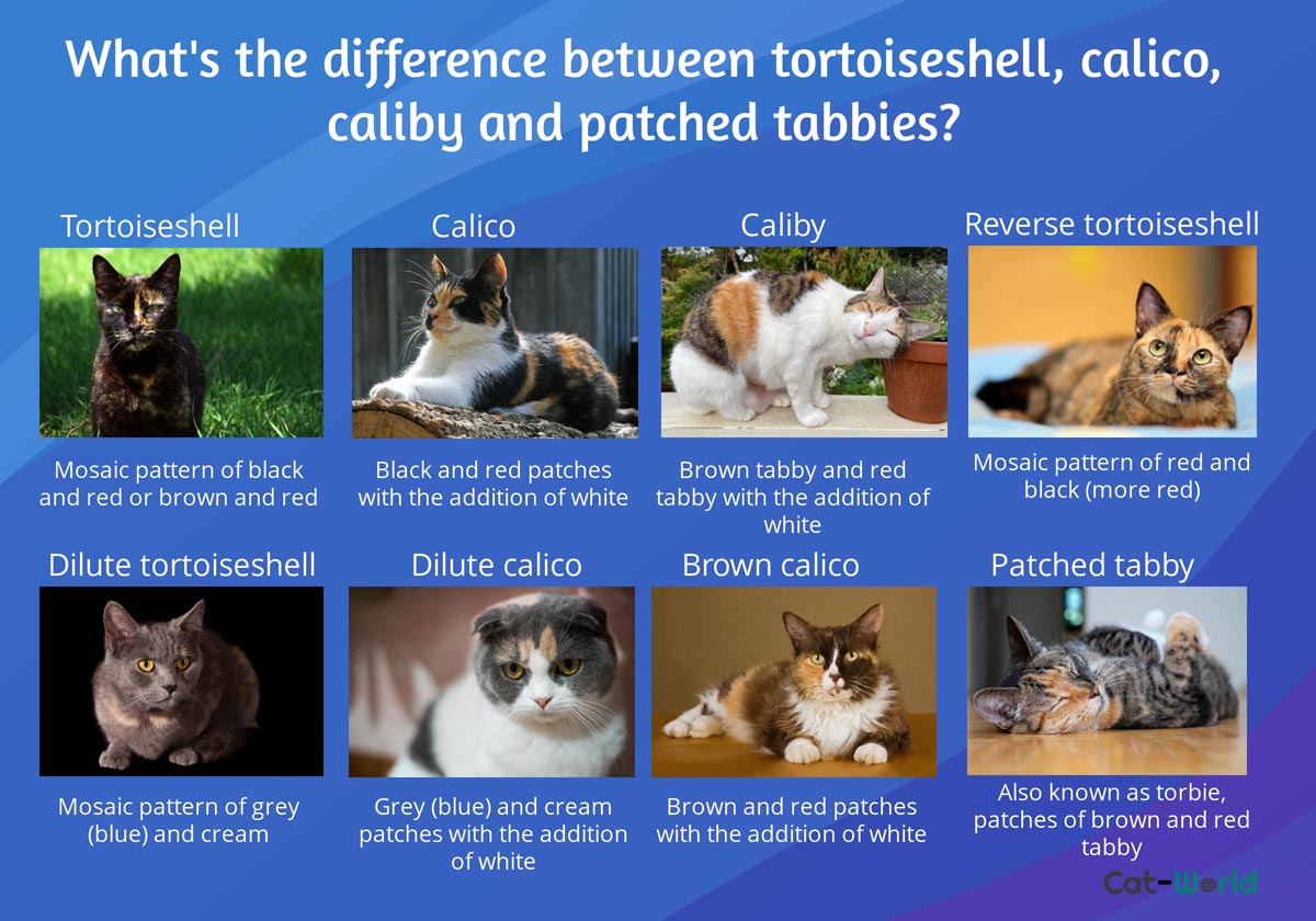 Difference between a tortoiseshell, calico, caliby and patched tabby