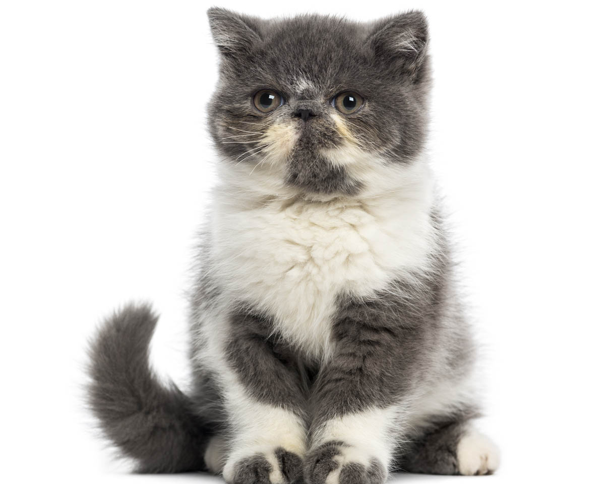 Grey and white Exotic Shorthair