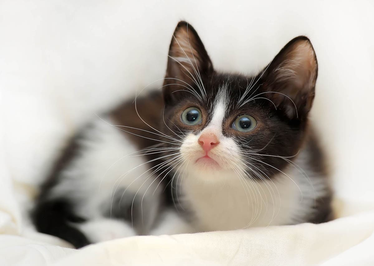 When do a kitten's eyes change colour?