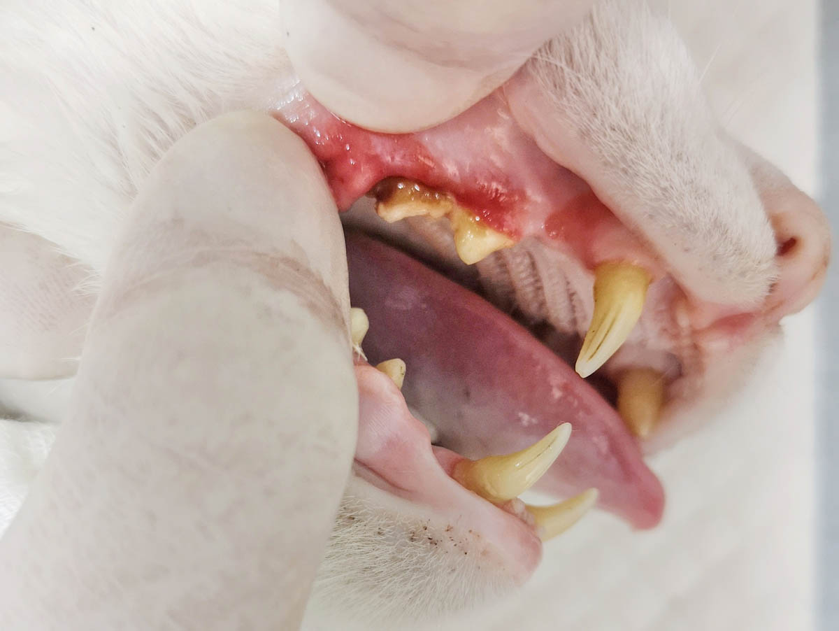 Is It Normal For A Cat To Lose Its Teeth? CatWorld