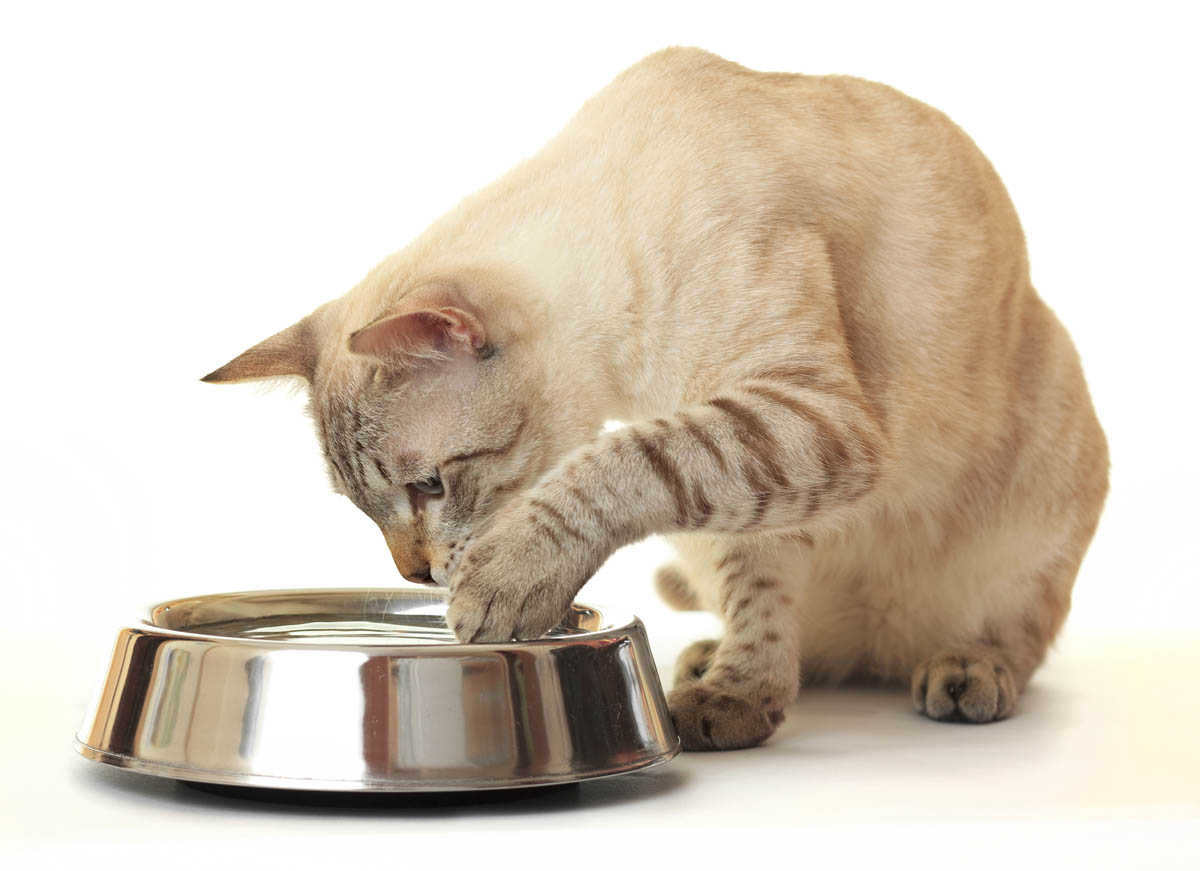 Cleaning Cat Water Bowls
