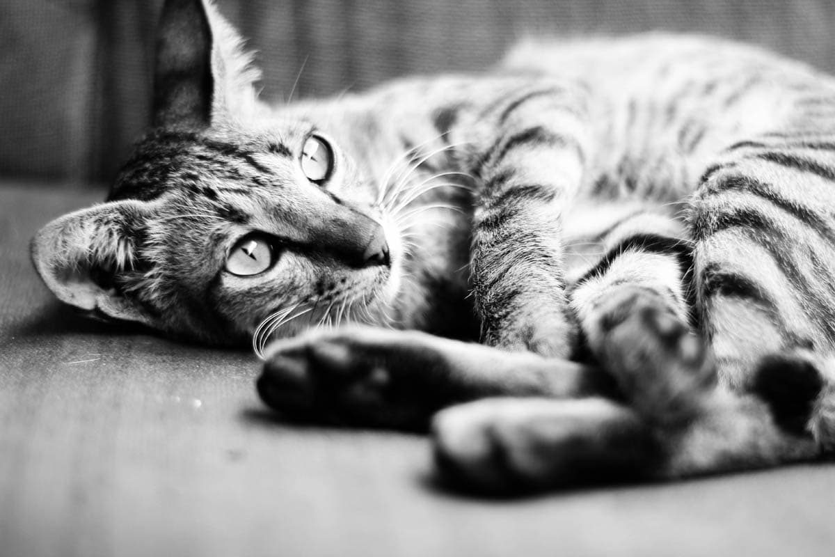Do Cats Get Lonely If They Are Left Alone?
