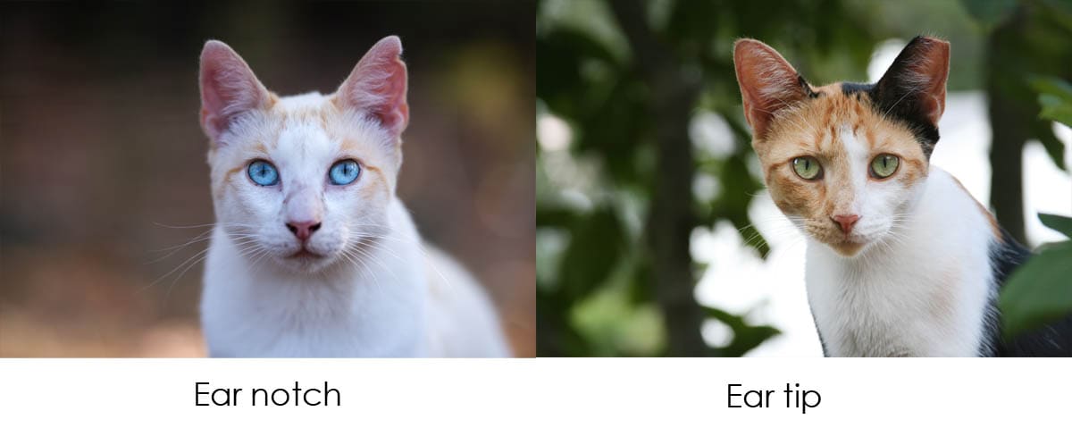 Ear notch and ear tip on cats