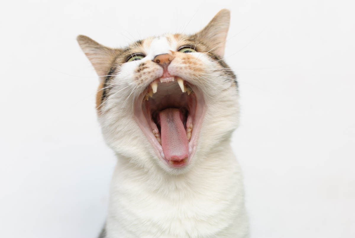 Is it normal for a cat to lose its teeth?