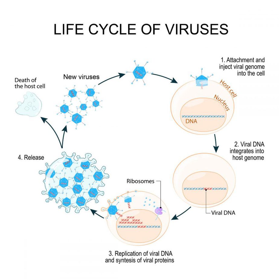 Life cycle of a virus