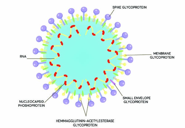 Nouvelle structure de coronavirus