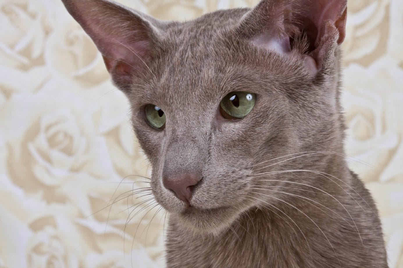 Oriental Shorthair Photos | Cat-World