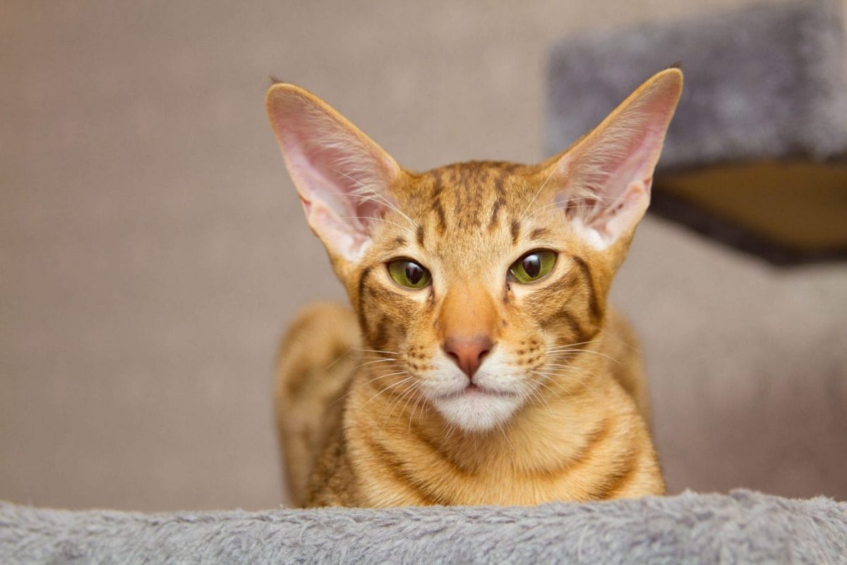 Oriental Shorthair Breed Profile - Cat-World