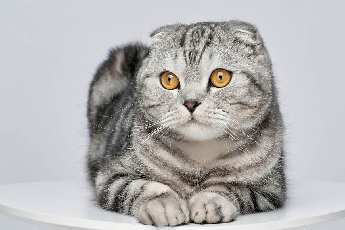 Osteodystrophy in Scottish Fold cats
